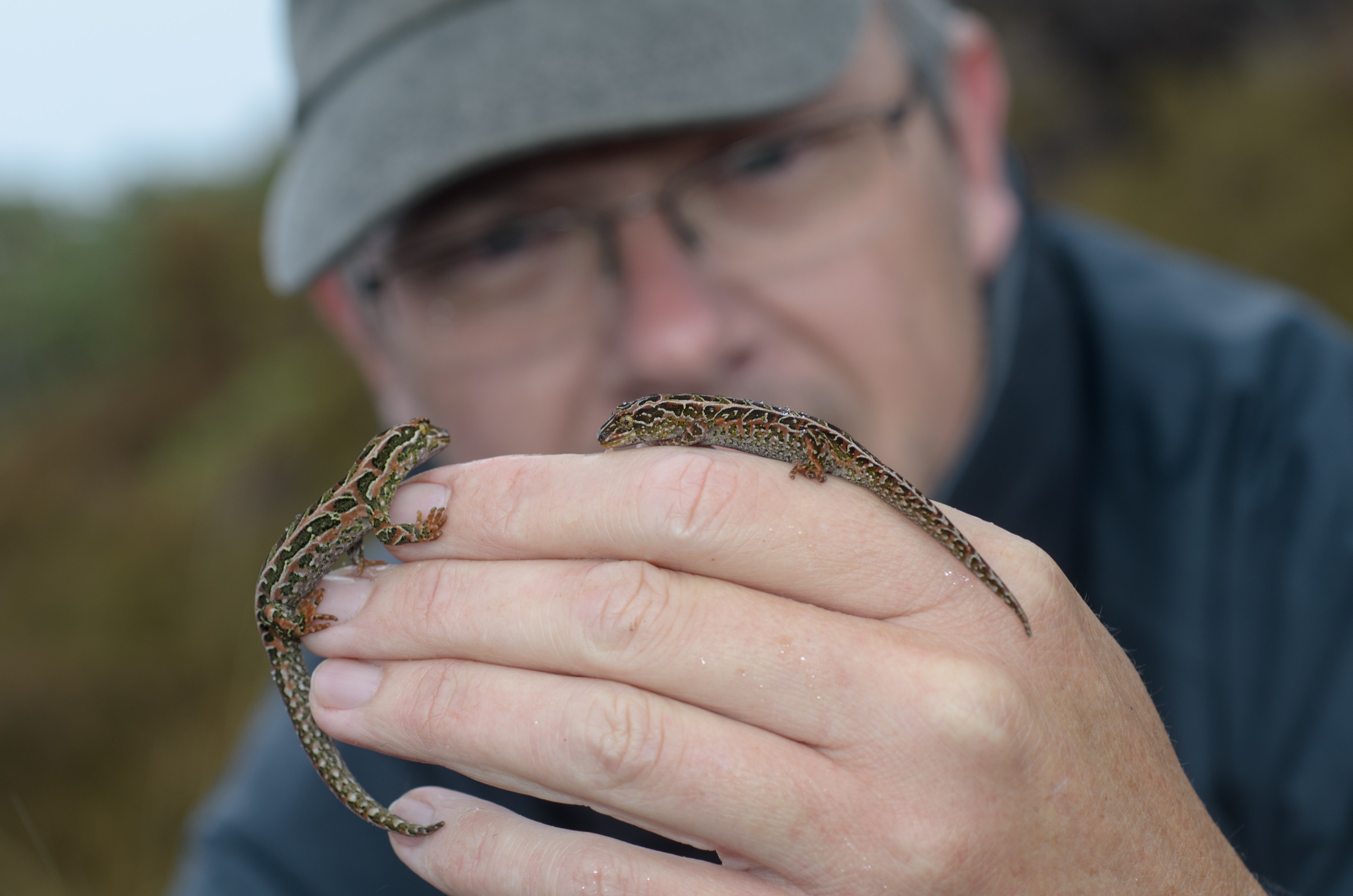 DSC_3035 – Adventure, Crispin, Hoplodactylus, Island, March 2017, National Park, New, New Zealand, Rakiura, South, Stewart, Tukutuku rakiurae, Zealand, amazing, gecko, harlequin gecko, rare, stunning